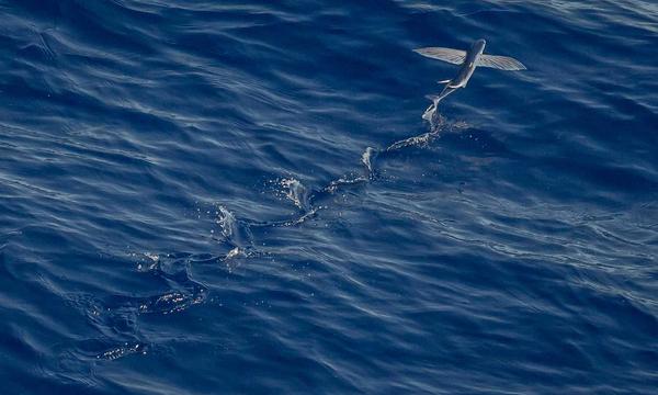 高德——联合哈啰、海思和开源鸿蒙，推出共享两轮行业首个 AI 原生导航方案
